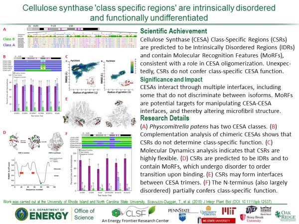Research highlight from Alison Roberts about intrinsically disordered CesA CSR