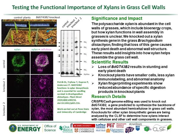 Research highlight from Paul Dupree and Charlie Anderson about xylans in grass cell wall